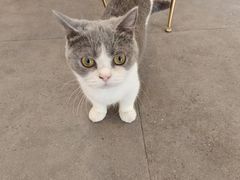 -飞行喵MR PILOT|猫舍·猫咖(静安大融城店)