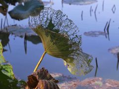 -艾溪湖湿地公园