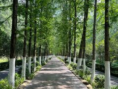 -合肥滨湖国家森林公园