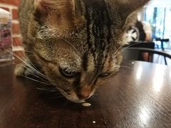 -猫友咖啡店(玉林西路店)
