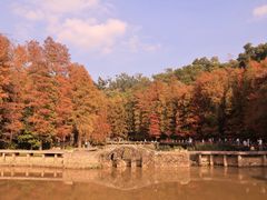 -深圳仙湖植物园