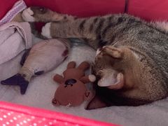-御宝贝·A梦猫科宠物医院(国际猫友好医院)