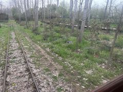 -合肥滨湖国家森林公园