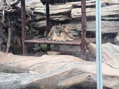 -青岛森林野生动物世界