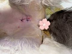 -伟伟宠物医院·瑞派猫友好医院·猫科(光谷店)
