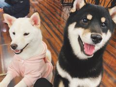 -豆柴町-柴犬主题狗咖(红鼎国际C座店)