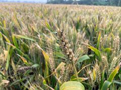 -汉长安城未央宫国家考古遗址公园