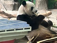 -灵玲国际马戏城