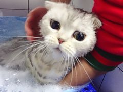 -FAELING PETS美天灵宠物(富力广场店)