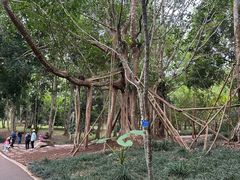 -中国科学院西双版纳热带植物园