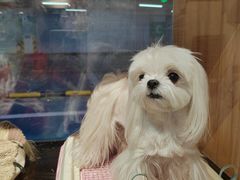-FAELING PETS美天灵宠物(富力广场店)
