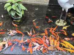 -广州香格里拉酒店