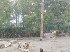 -上海野生动物园老虎餐厅