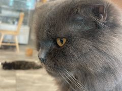 -楼上猫咖(罗湖店)