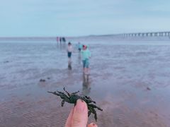 -南汇新城海滩