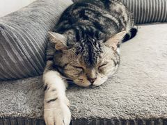 -猫友咖啡店(玉林西路店)