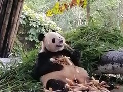 -都江堰中华大熊猫苑
