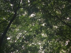 -重庆市江北嘴中央商务区中央公园