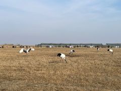 -盐城丹顶鹤湿地生态旅游区