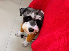 -蛇口康乐快餐鱼仔档(翠苑小区店)