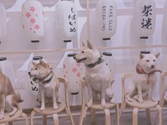 -柴迷FANS CLUB·柴犬狗咖·猫咖