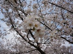 -顾村公园