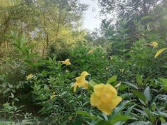 -广州白江湖森林公园