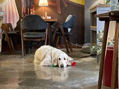 -咖法森林·咖啡  酒吧(天河店)