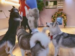 -Husky Go! 哈士奇体验馆·宠物咖啡厅狗咖