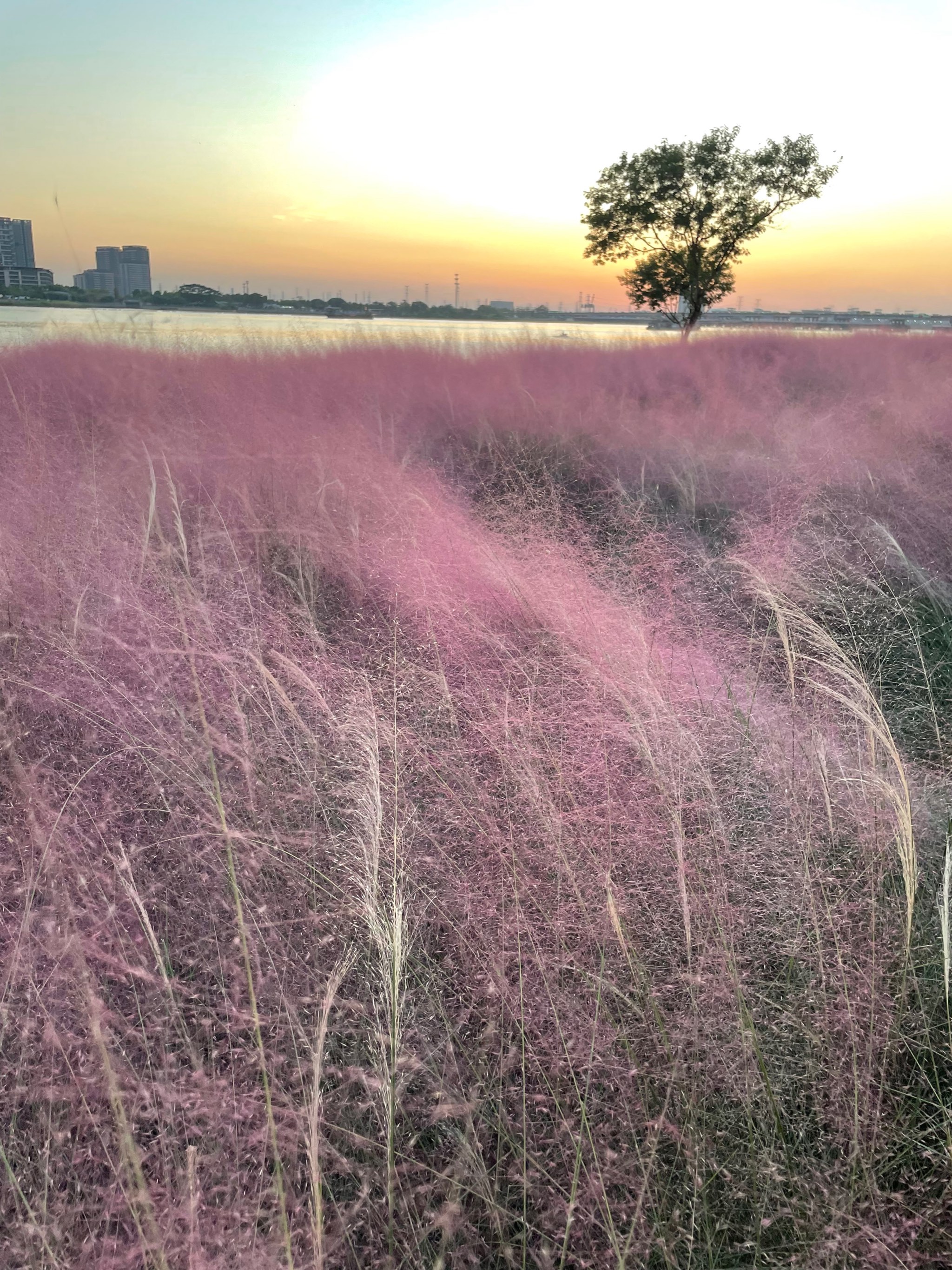 盱眙粉黛花海图片