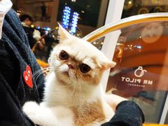 -飞行喵MR PILOT|猫舍·猫咖(静安大融城店)