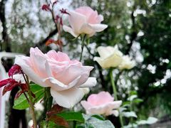 -人民公园(罗湖区)