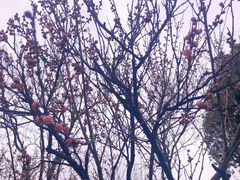 -香雪海