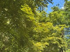 -莲花山公园