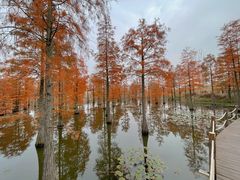 -池杉湖湿地公园