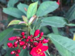 -呀路古热带植物园