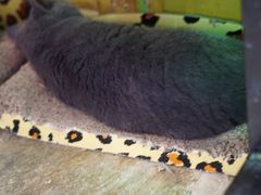 -猫咪博物馆(顶澳仔猫街店)