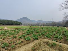 -八卦田遗址公园