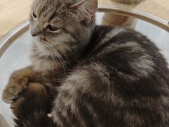 -楼上猫咖(罗湖店)