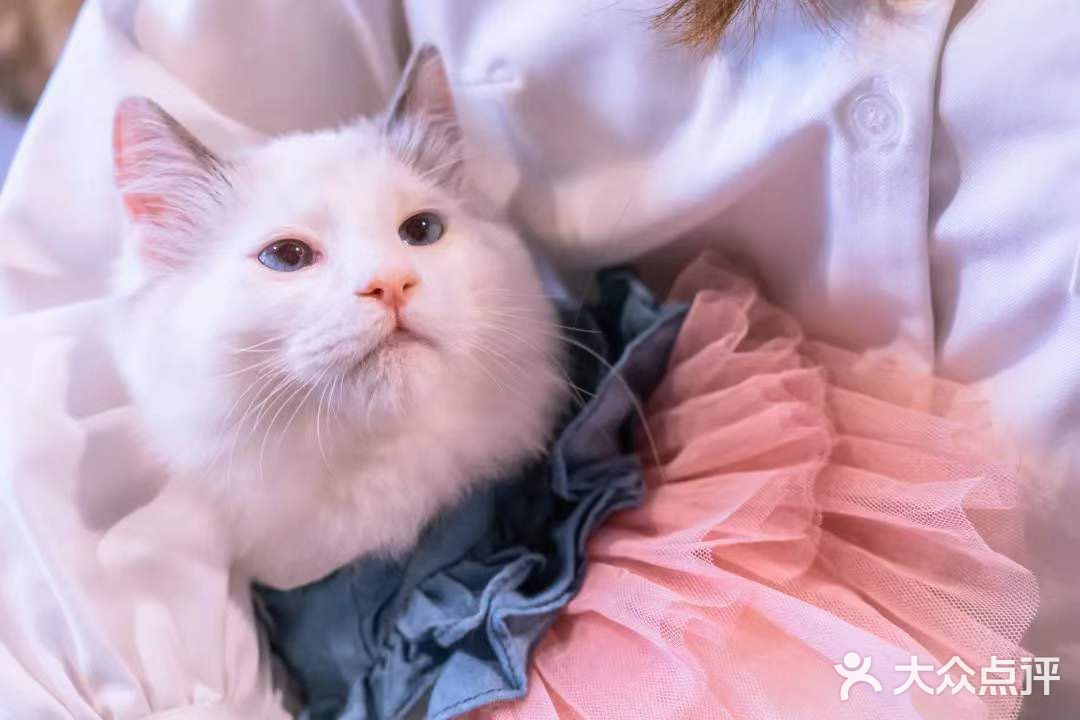 北京路独栋三层猫咖，男朋友赖着不肯走…