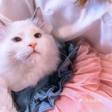 北京路独栋三层猫咖，男朋友赖着不肯走…