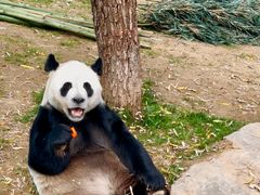 -栾川竹海野生动物园