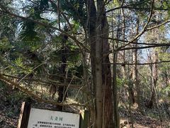 -天目山大树王景区