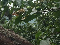 -东沙渔村