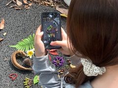 -南宁良凤江国家森林公园