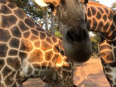 -清迈夜间动物园