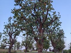-汉长安城未央宫国家考古遗址公园