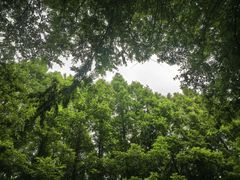 -日照海滨国家森林公园