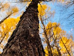 -塞罕坝国家级自然保护区