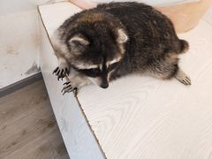 -浣熊柯尔鸭土拨鼠·电玩咖